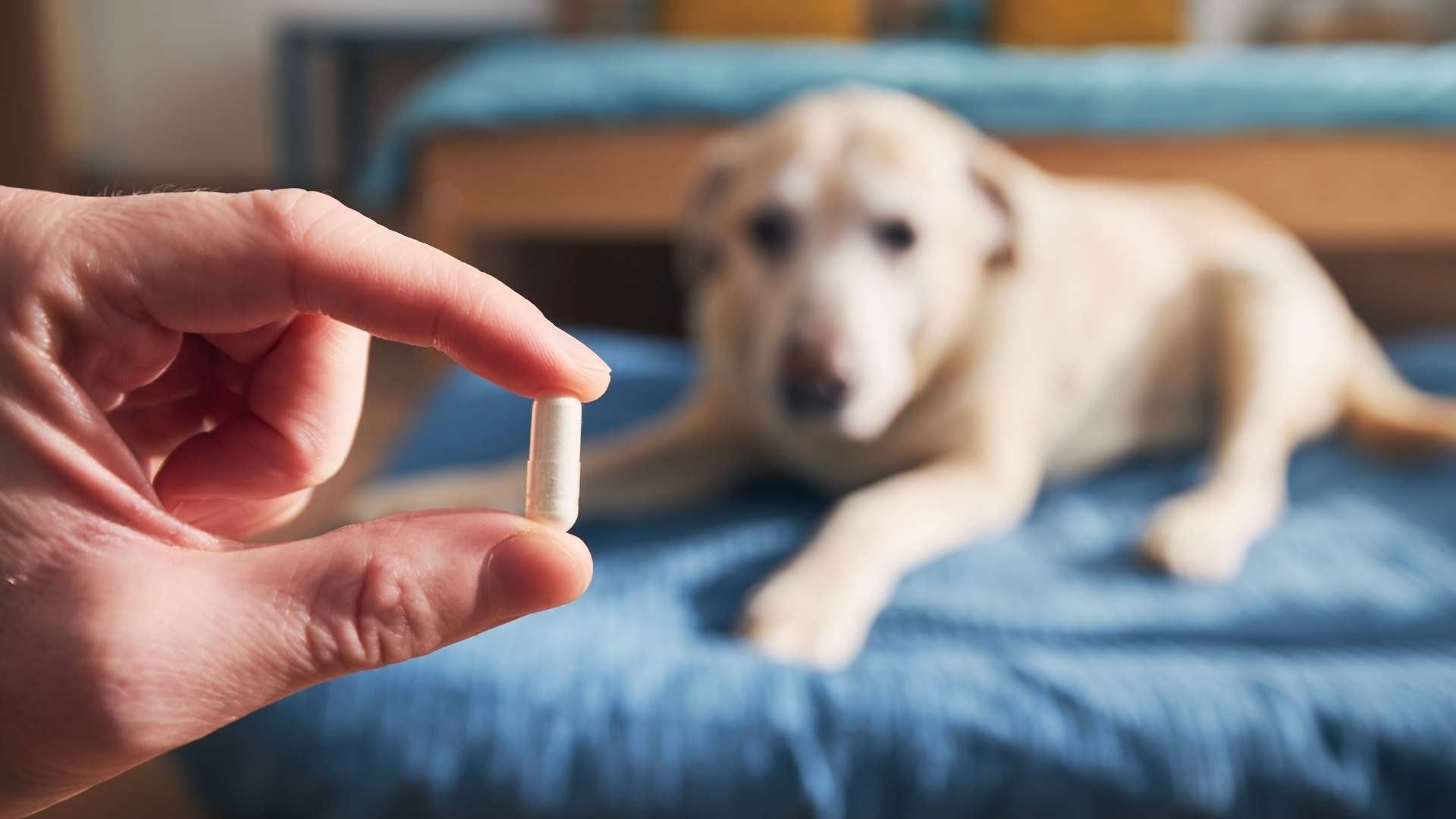 Dar probioticos de humanos a perros